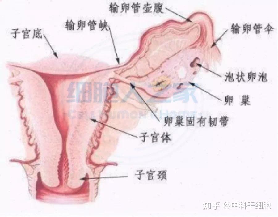 干细胞治疗不孕症:恢复输卵管功能!子宫内膜厚度重新发育至8mm