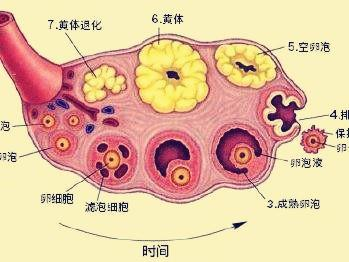 月经期卵泡期排卵期黄体期的区别