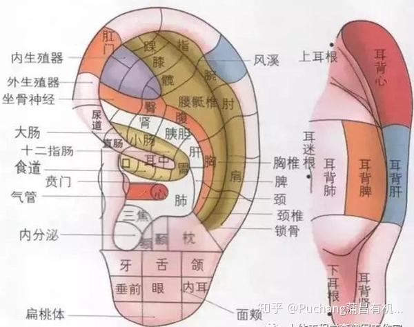 拉拉耳朵竟能活化肠道助排毒,便秘数月宿便全清光——