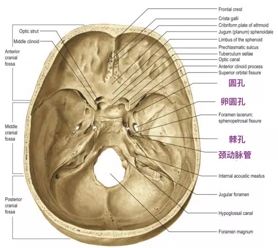 脑血管解剖学习笔记第13期圆孔和圆孔动脉