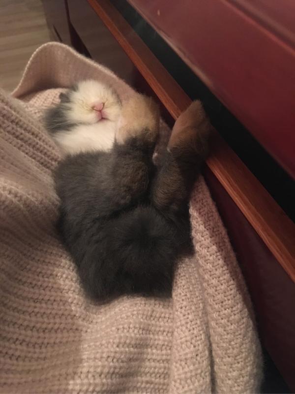 兔子是怎么睡觉的?