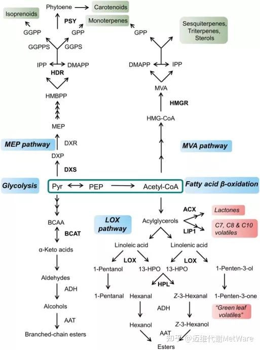 酸代谢途径 右图为类胡萝卜素合成通路四,色泽品种相关通路三,色泽