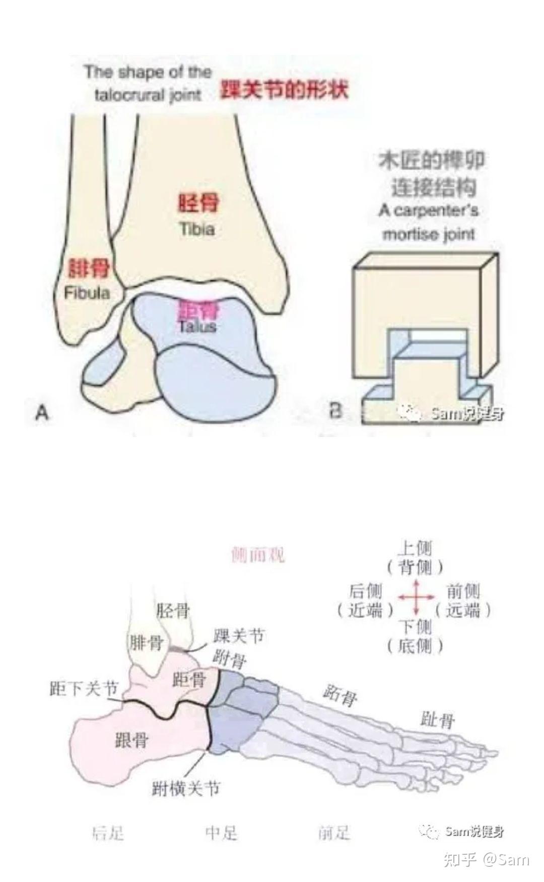 脚踝背屈受限是粘连了么?