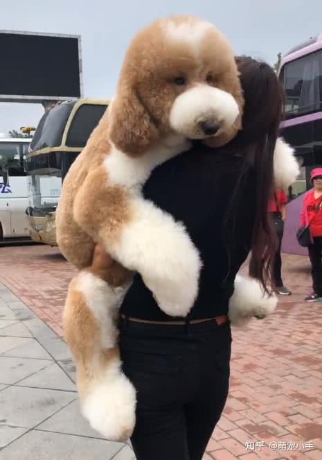 巨型贵宾犬可以说是泰迪犬plus,它们性格是迷你贵宾犬是比较像的
