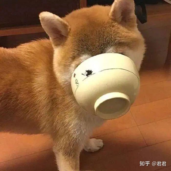 狗子头像|可爱又憨憨的狗子头像|奶凶奶凶可爱情侣狗子头像