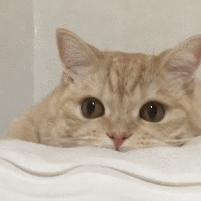 猫咪高兴 难过时等,是怎样的表现?