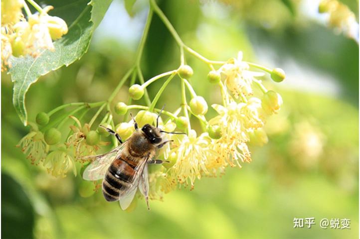 每年7月8月是收蜂蜜的季节,这个季节椴树花陆续绽放,满山的椴树花香