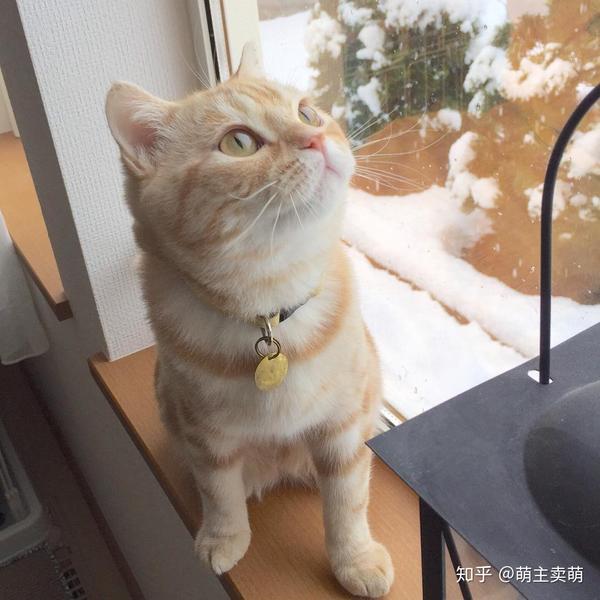 橘黄色毛发的英国短毛猫算橘猫吗?