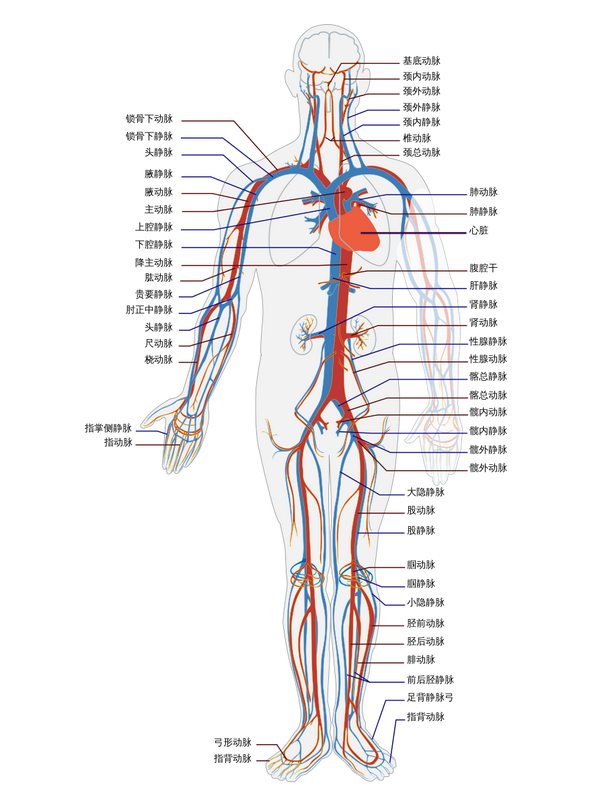 人体主要血管分布(图片来自维基百科)