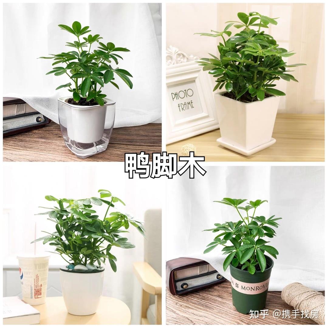 办公室绿植丨最适合上班族的小清新绿植