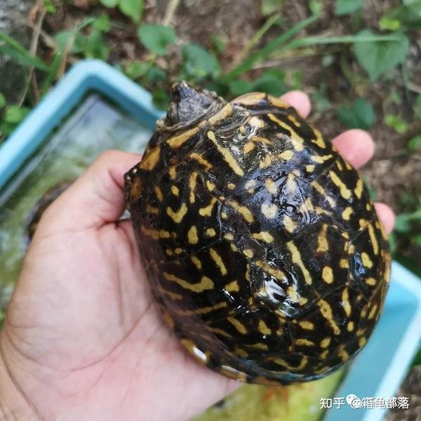 深入秘境领略东箱和锦箱龟生活境地