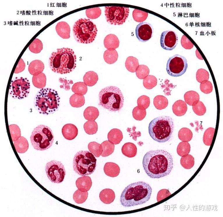 新型冠状病毒277白细胞单核细胞树突状细胞抗原提呈细胞