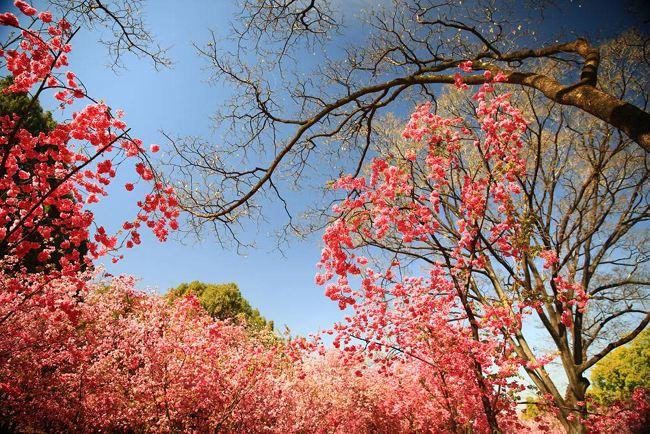 秀云南|2020年圆通山开门吗,现在的园通山可以看什么?