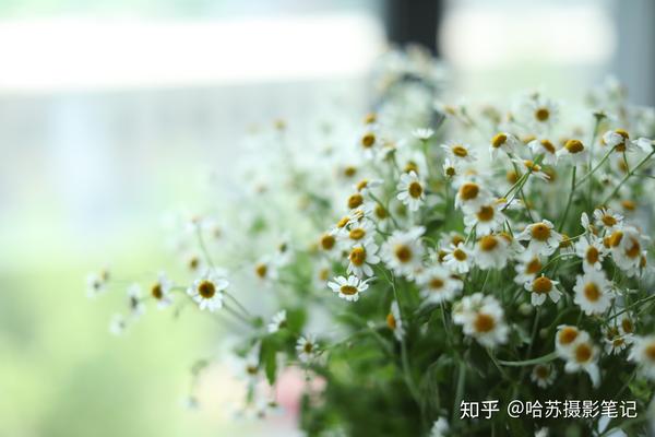 当我们光圈开大(数值越小),清晰范围较小,所以景深较浅,背景虚化程度