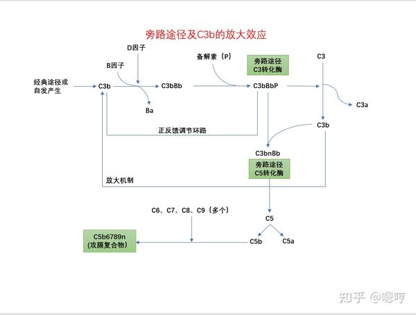 医学免疫学思维导图(五)补体系统