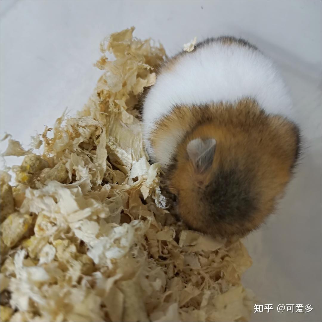 银狐仓鼠可以长多大