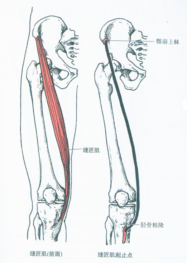阔筋膜张肌,臀大肌和髂胫束的紧张可在近端对股骨大转子或在远端对