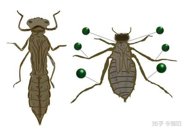 蜻蜓稚虫:实拍真的丑,想看自己搜