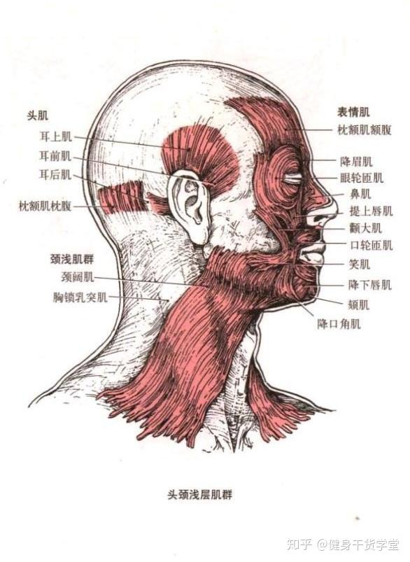 位置:在颈前部和皮肤密切贴合(皮肌:起止于皮肤)的一块薄而阔的肌肉.