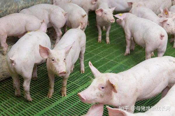 规模化猪场如何维护猪群健康,降低饲养成本?