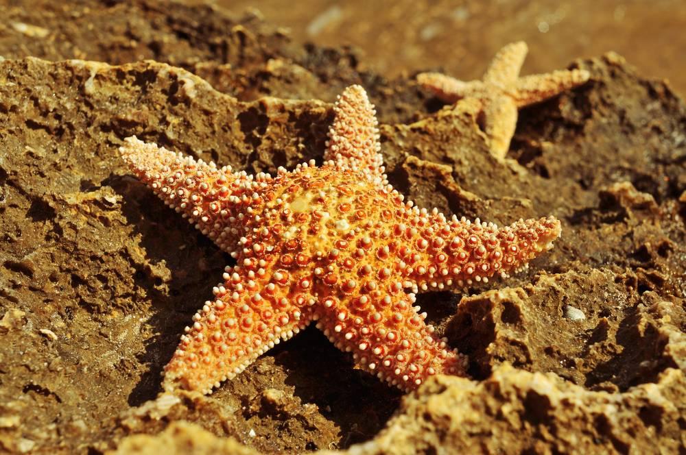 海星如何进食