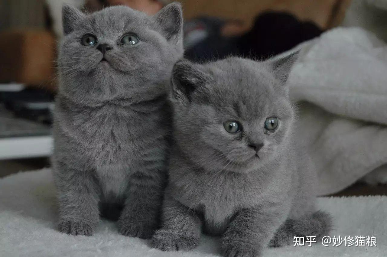 猫咪毛色决定猫咪性格看完后你觉得准吗