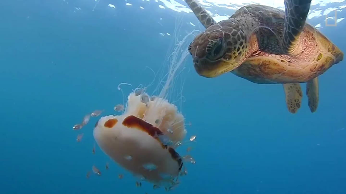 海龟吃水母就像在吃面条