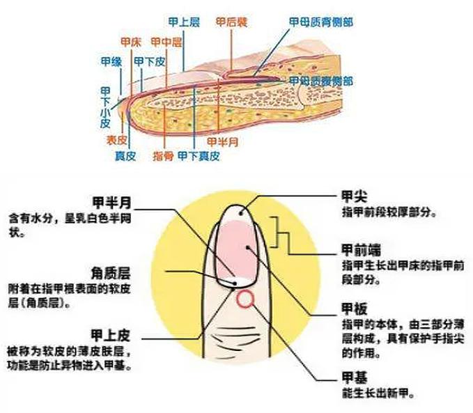 留长指甲会使甲床变长吗