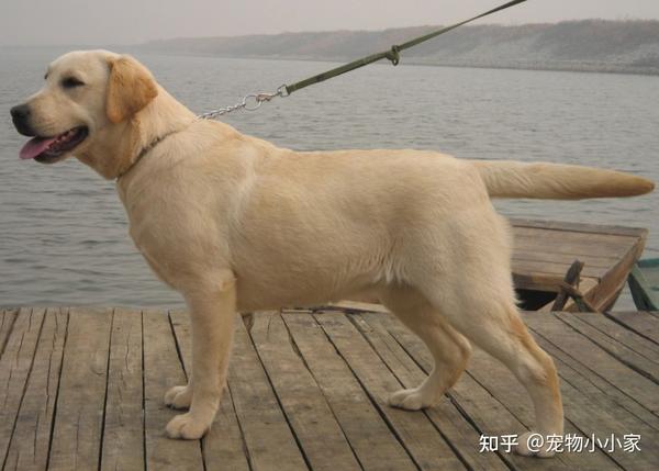 狗界中的"饭桶",这几种狗狗当之无愧