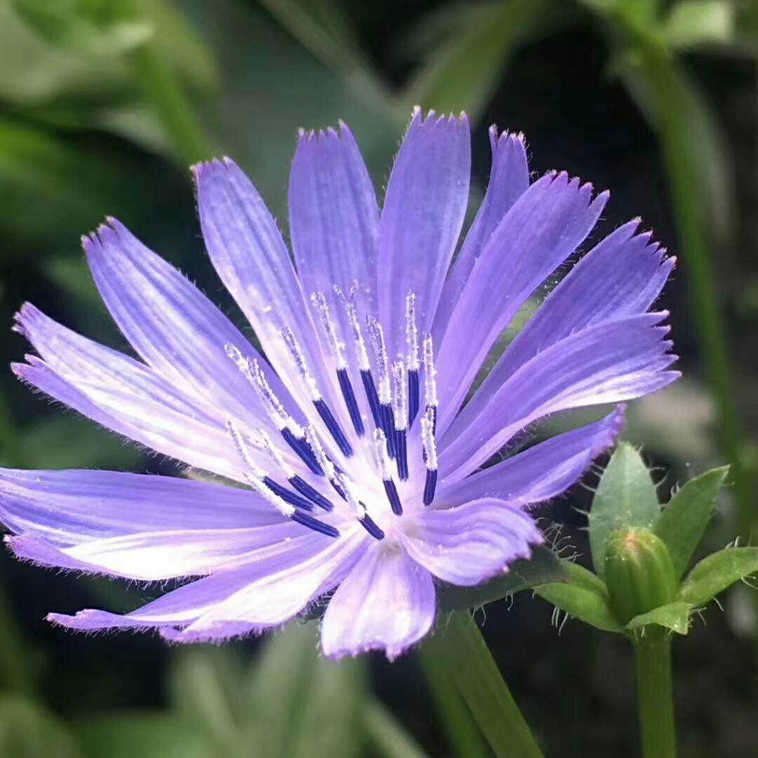 短粗;茎直立,有棱,中空,多分枝;叶互生,长倒披针形,头状花序,花冠舌状