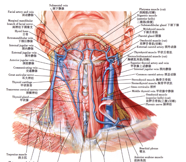 解剖复习颈部概论