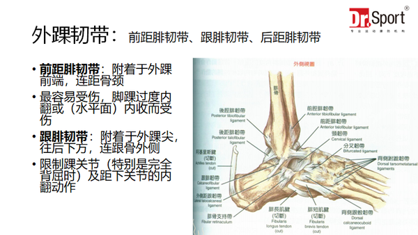 外踝副韧带有三根,请先认识一下我们的外踝和韧带结构,一般脚崴出问题