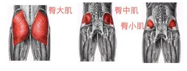 做轮式的适合,我们的臀肌是要放松还是应该收紧呢?