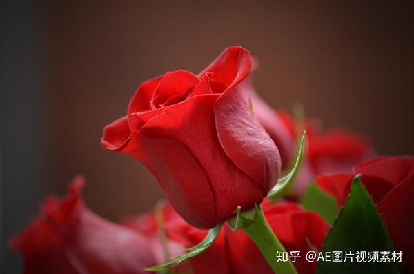 玫瑰花图片素材