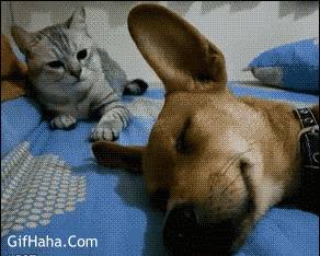 一只狗/猫的心机可以深到什么程度?