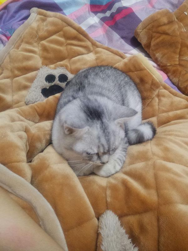 猫为什么喜欢把身体团成一个球坐着或者睡觉?
