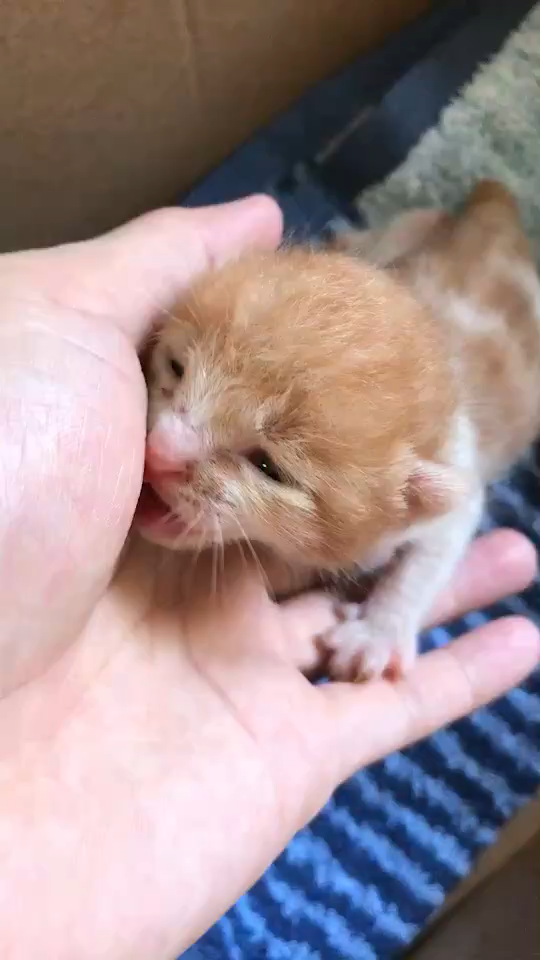 刚出生没多久的小奶猫怎么养