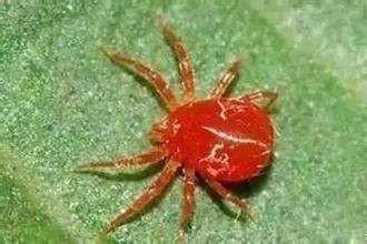 有蜘蛛痣容易得肝癌吗