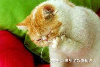 猫咪为什么会流口水?