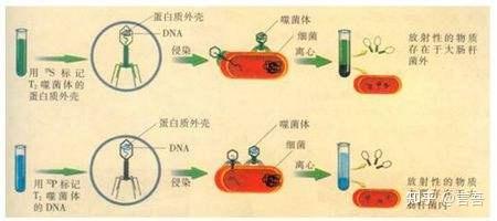 噬菌体实验