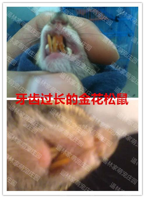 松鼠牙齿过长怎么办