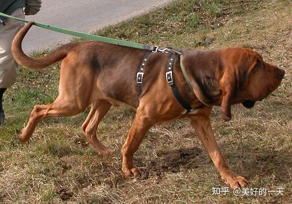 法老王猎犬