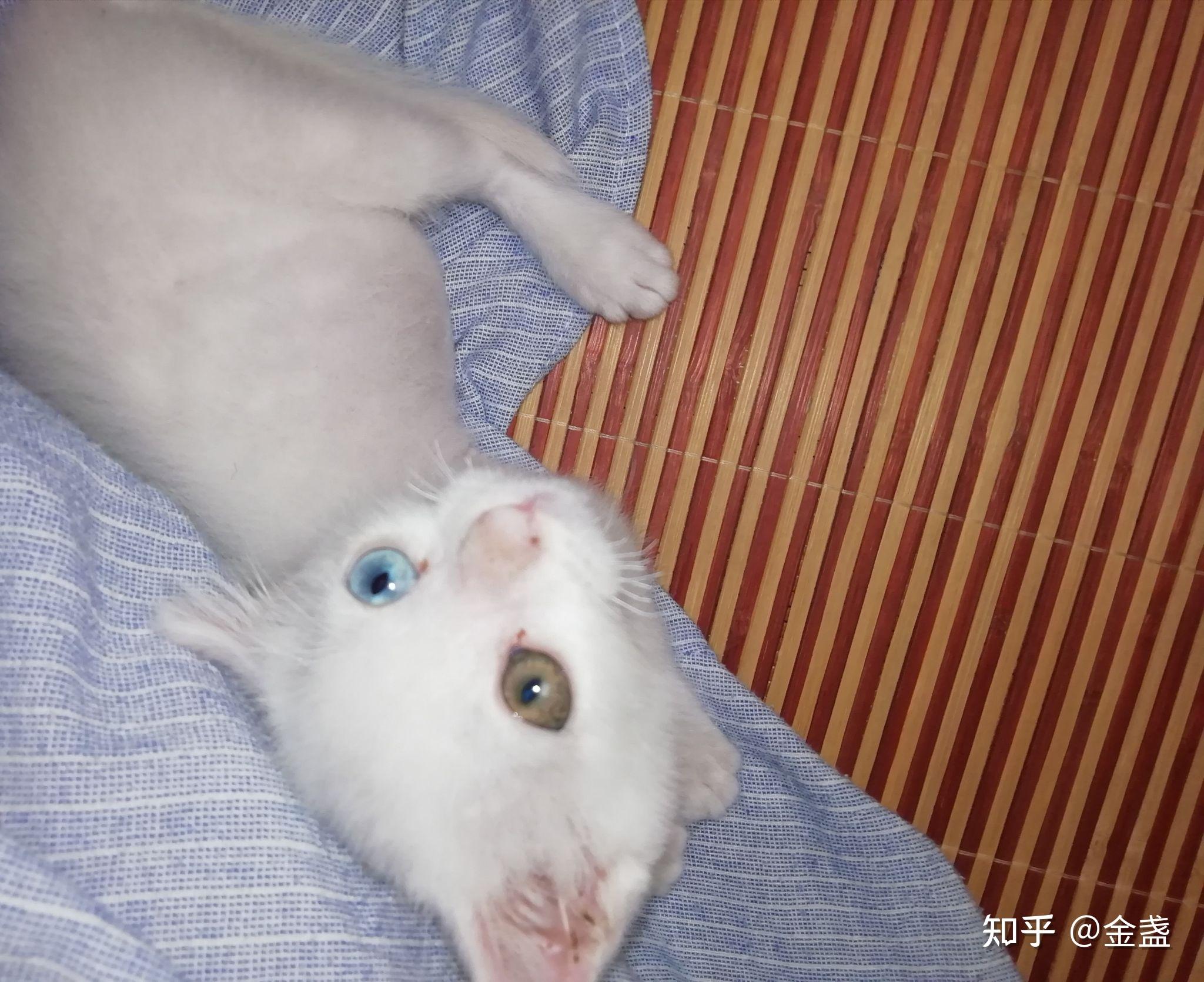 有养猫朋友知道小奶猫怎么区分公母吗?