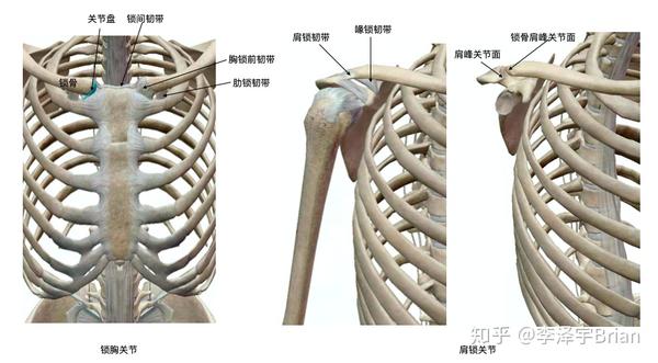 关节囊和锁骨下方有喙锁韧