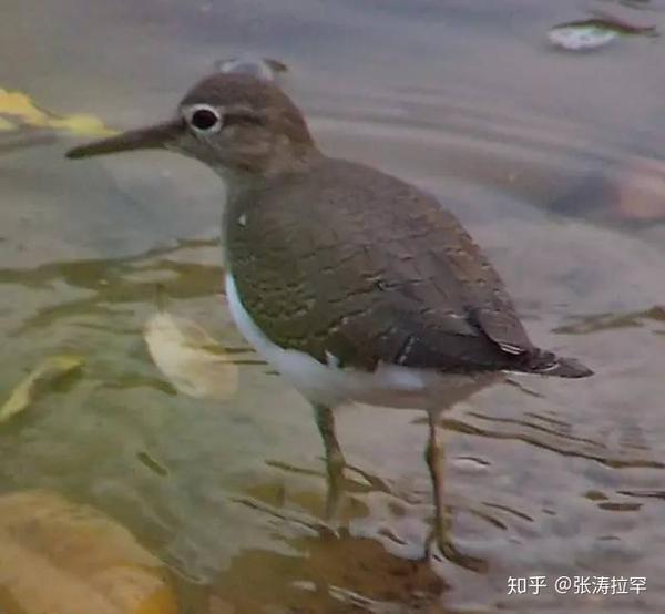 丘鹬,你能想象这种生物是火烈鸟的祖先吗?