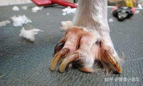 狗的指甲能剪吗?