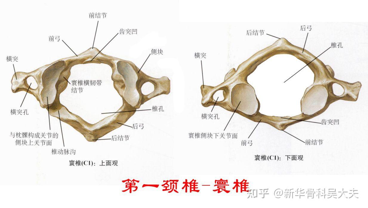 为什么寰椎没有椎体但还是椎骨