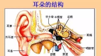 耳孔的深度,从耳屏间到耳膜,女36毫米左右,男42毫米左右,约等于中指