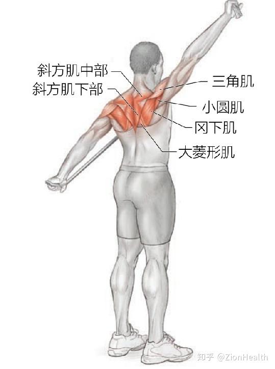 主要训练肌群:冈下肌,小圆肌.