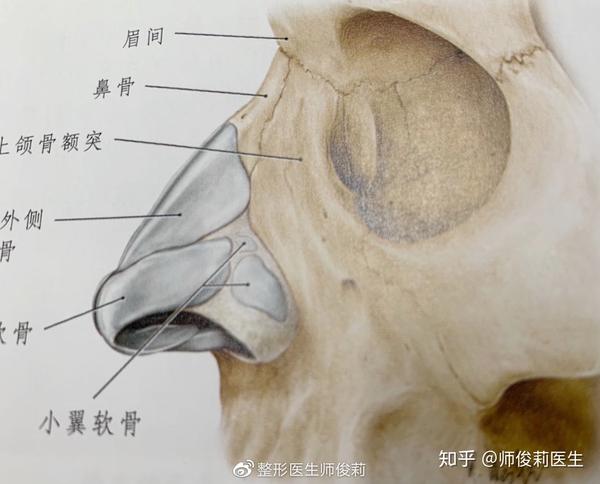 鼻部骨性结构